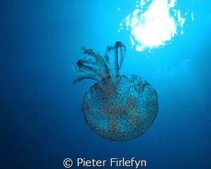 jelyfish by Pieter Firlefyn 